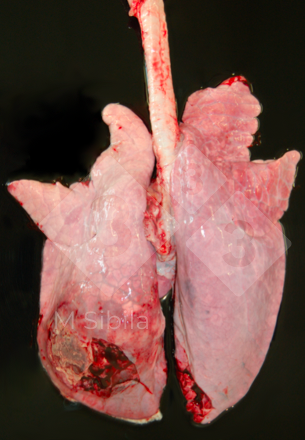Figura 2. Pulmón con pleuritis fibrino-fibrosa unilateral dorso-caudal. 